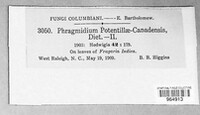 Phragmidium potentillae-canadensis image
